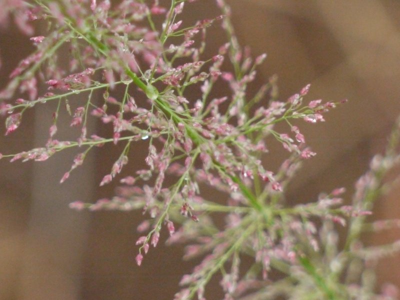Pond Lovegrass photo 5
