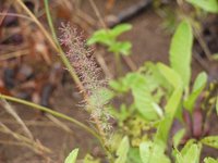 Pond Lovegrass