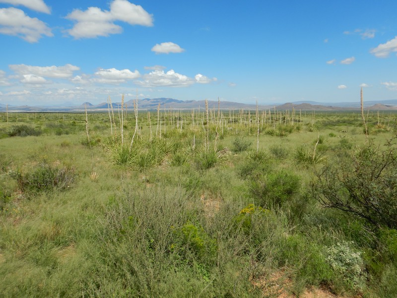 Lehmann Lovegrass photo 4