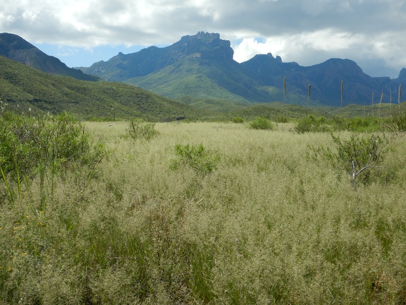 Lehmann Lovegrass photo 5