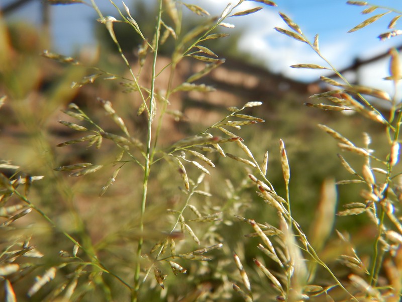 Lehmann Lovegrass photo 3