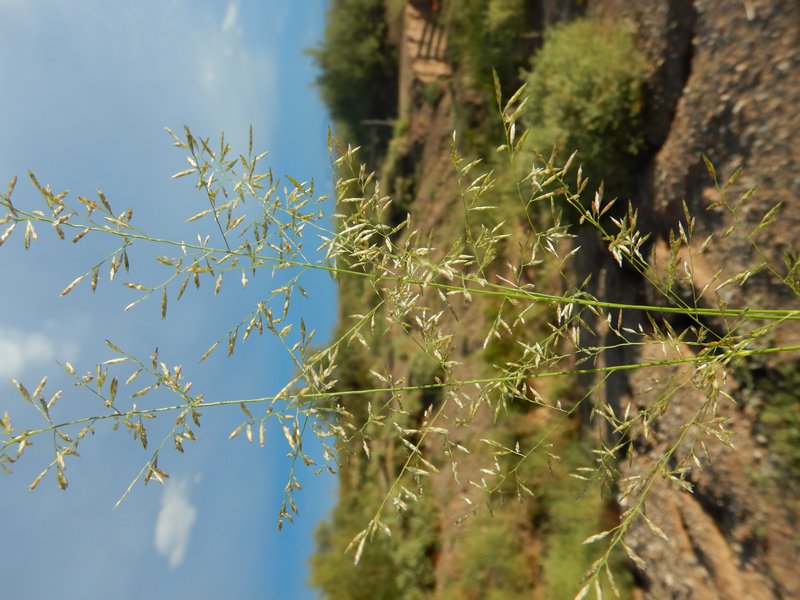 Lehmann Lovegrass photo 6