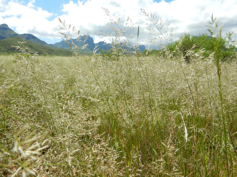 Lehmann Lovegrass photo 7
