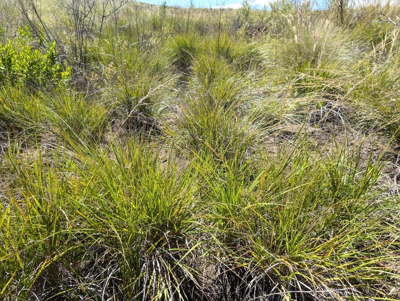 Mountain Lovegrass