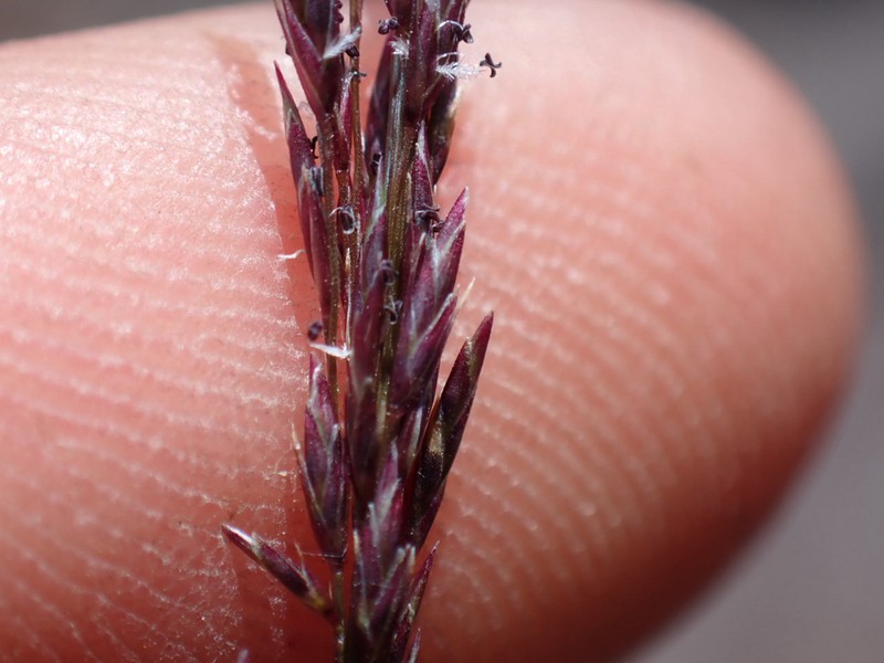 Mountain Lovegrass photo 2