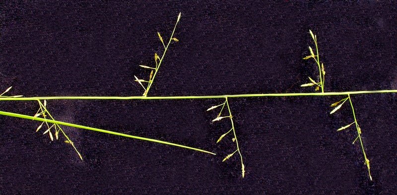 Australian Lovegrass photo 2