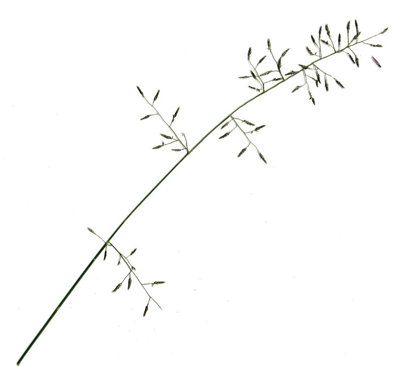 Australian Lovegrass