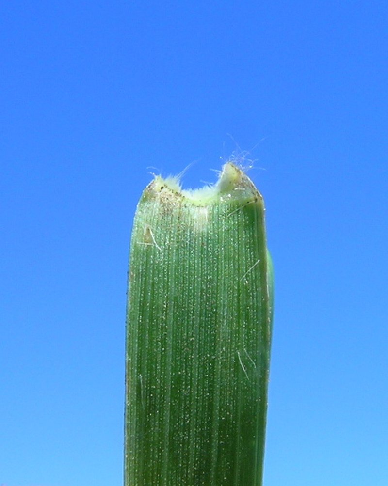 Australian Lovegrass photo 3