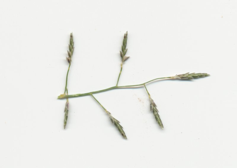 Australian Lovegrass photo 4