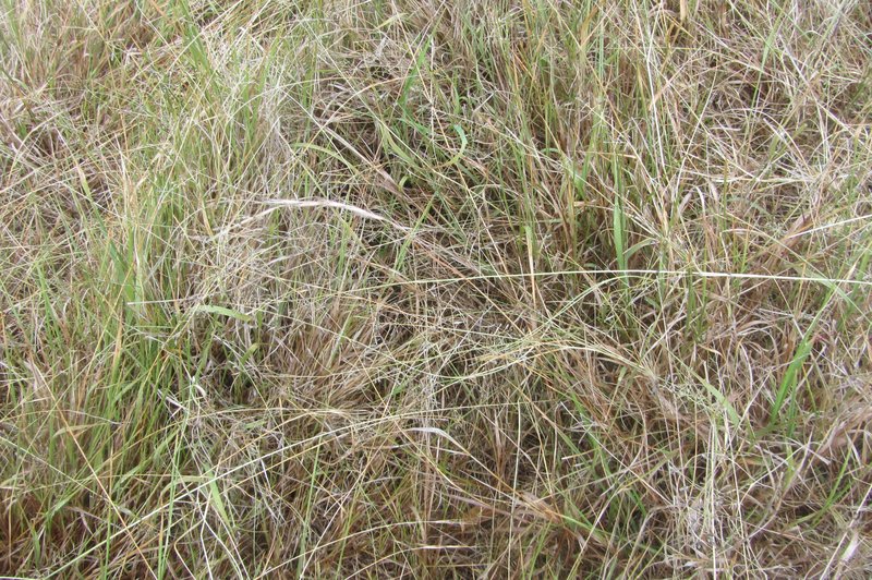 Australian Lovegrass photo 5
