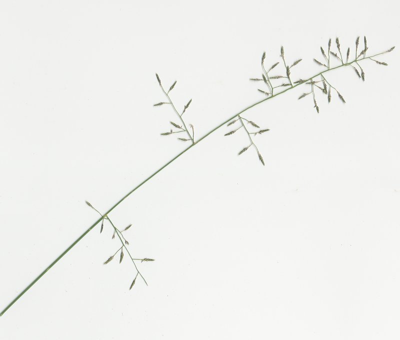 Australian Lovegrass photo 6