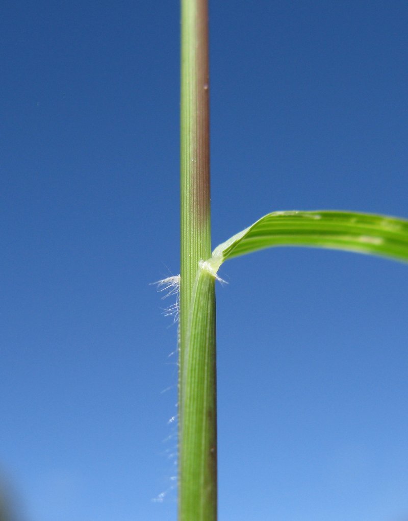 Australian Lovegrass photo 7