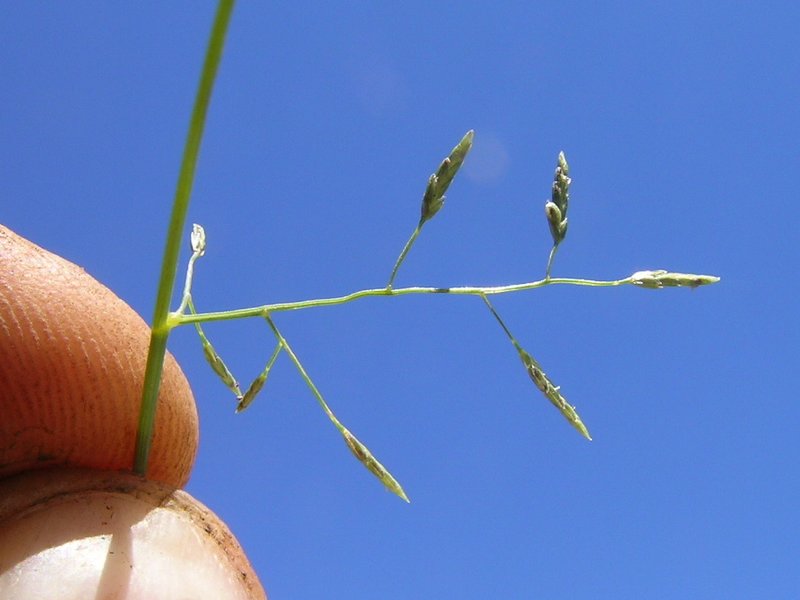 Australian Lovegrass photo 8