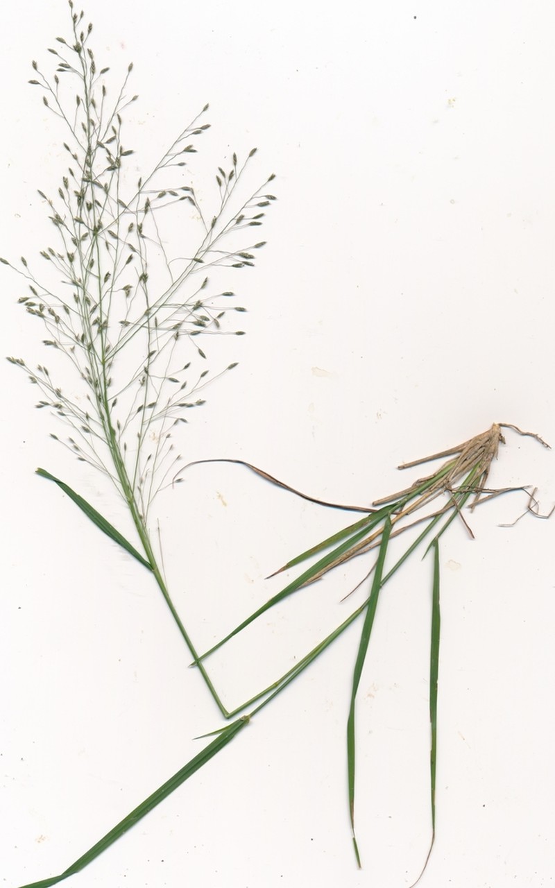 Mourning Lovegrass