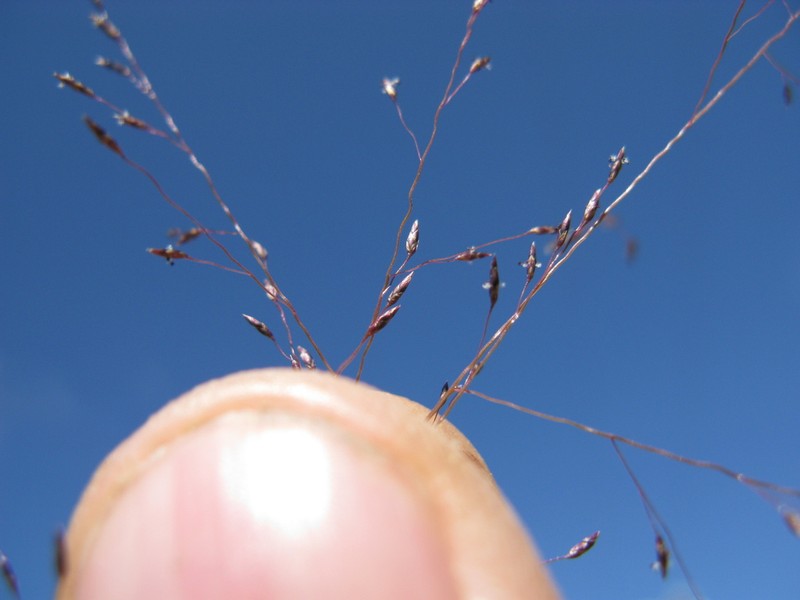 Mourning Lovegrass photo 2