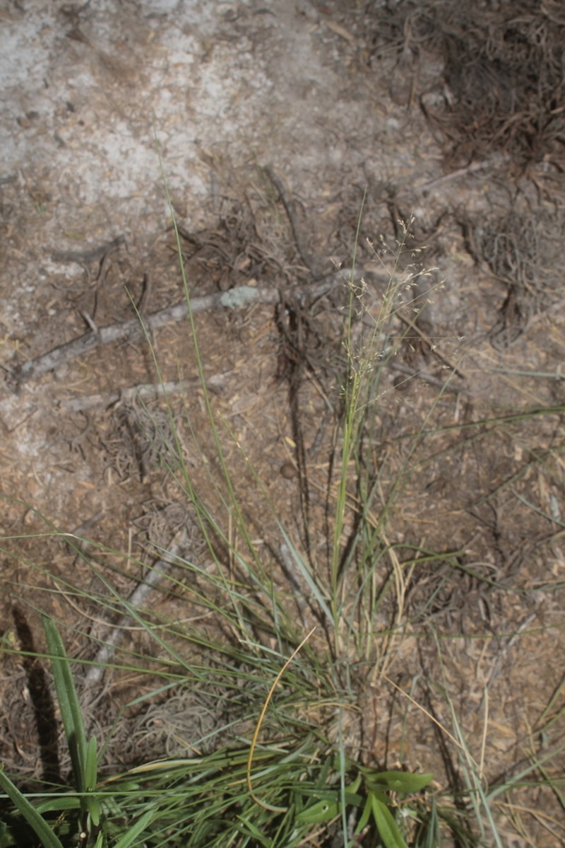 Mourning Lovegrass photo 4