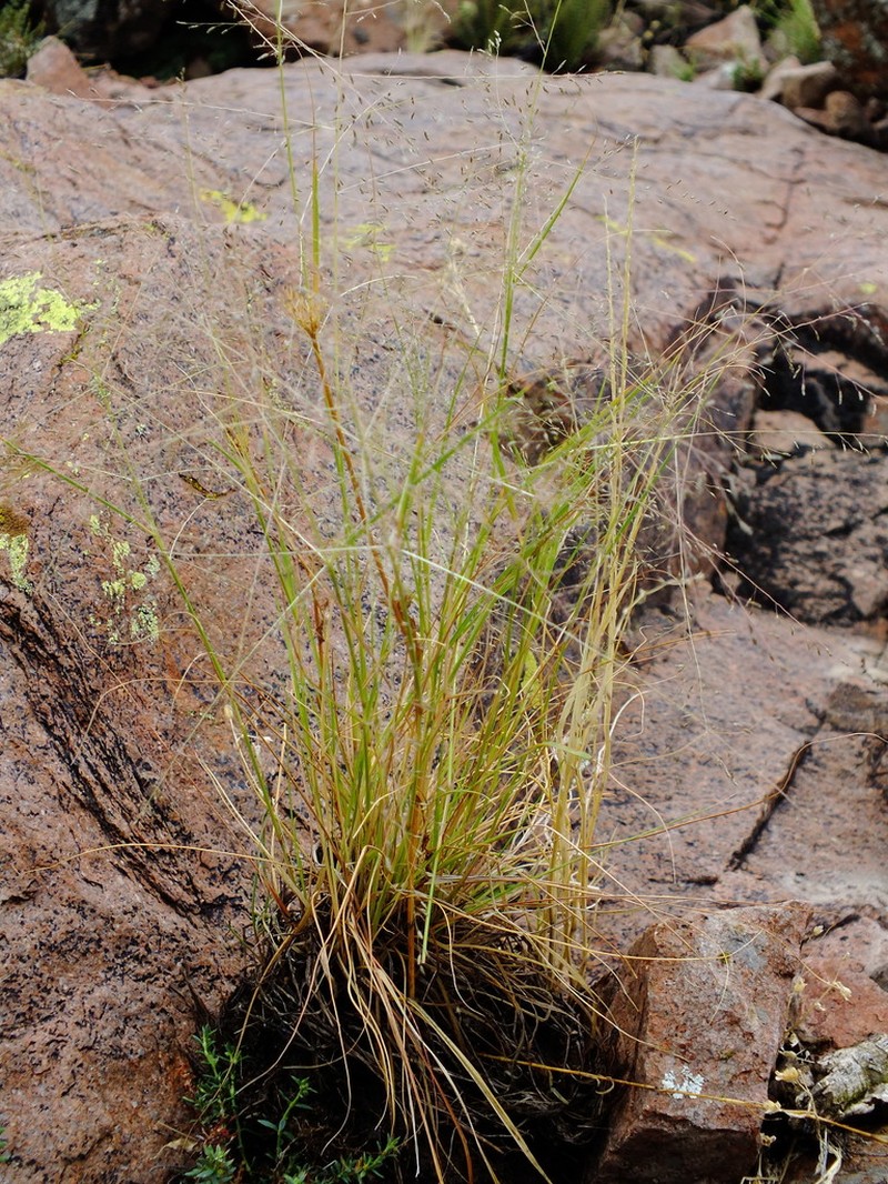 Mourning Lovegrass photo 5