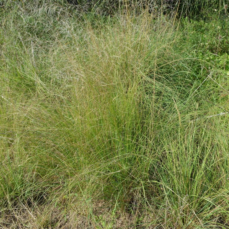 Mourning Lovegrass photo 7
