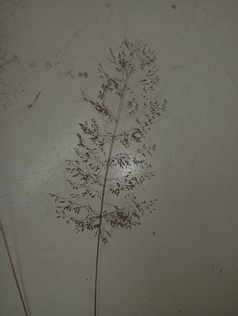 Mourning Lovegrass photo 8