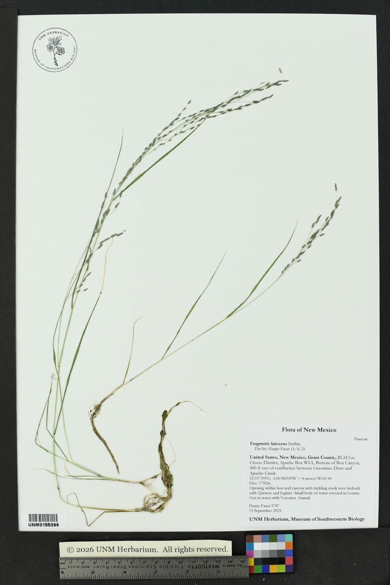 Sixweeks Lovegrass