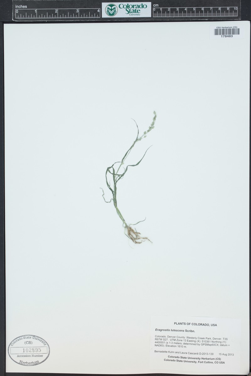 Sixweeks Lovegrass photo 2