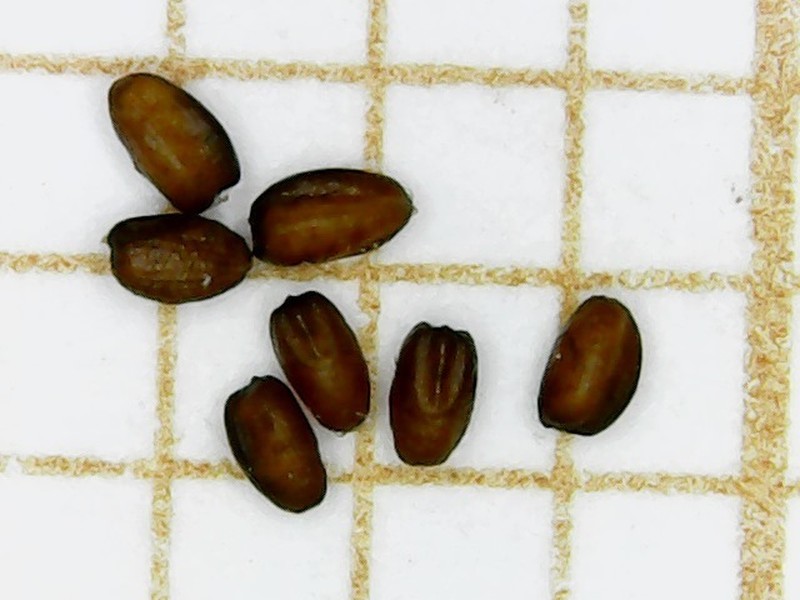 Eragrostis alba