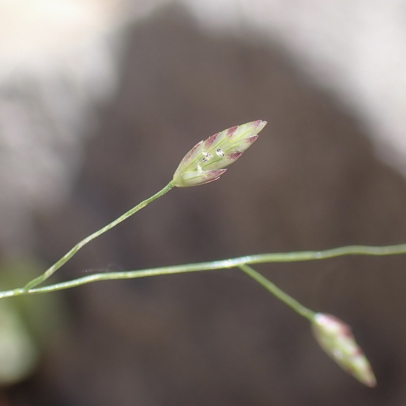 Eragrostis alba photo 2