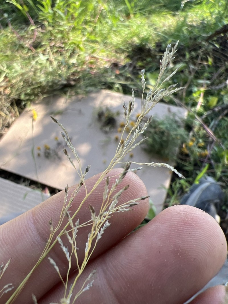 Eragrostis alba photo 3