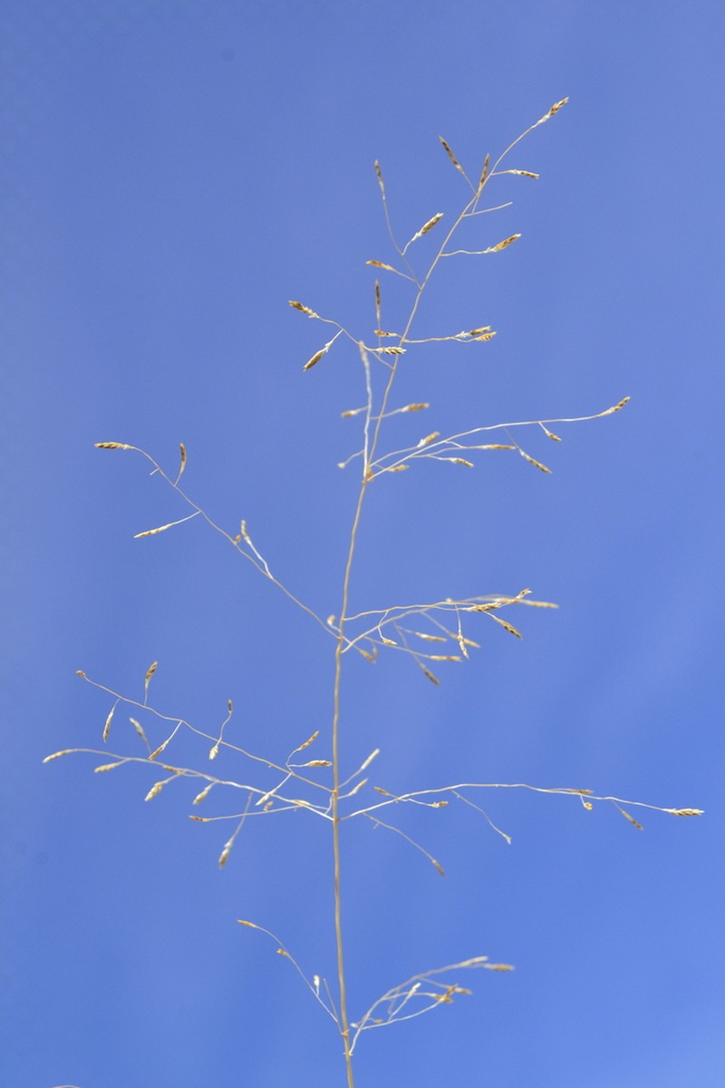 Eragrostis alba photo 5