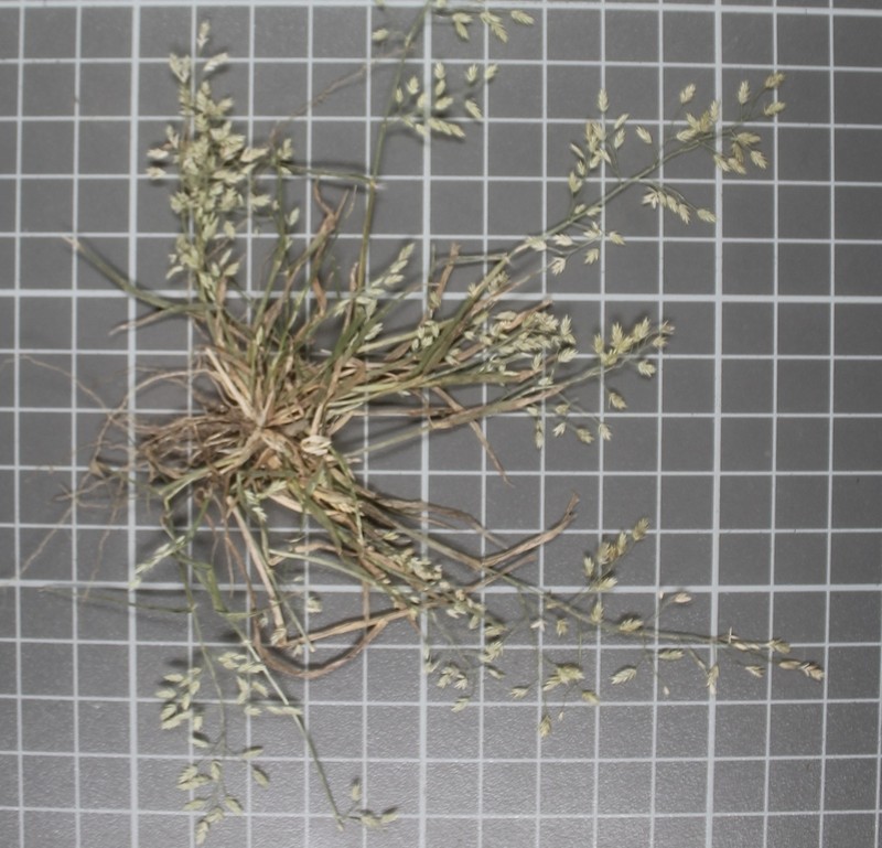 Eragrostis alba photo 6