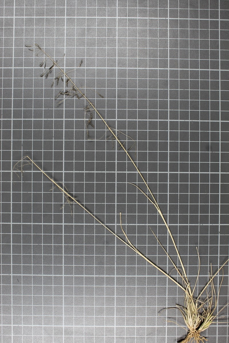 Eragrostis alba photo 8