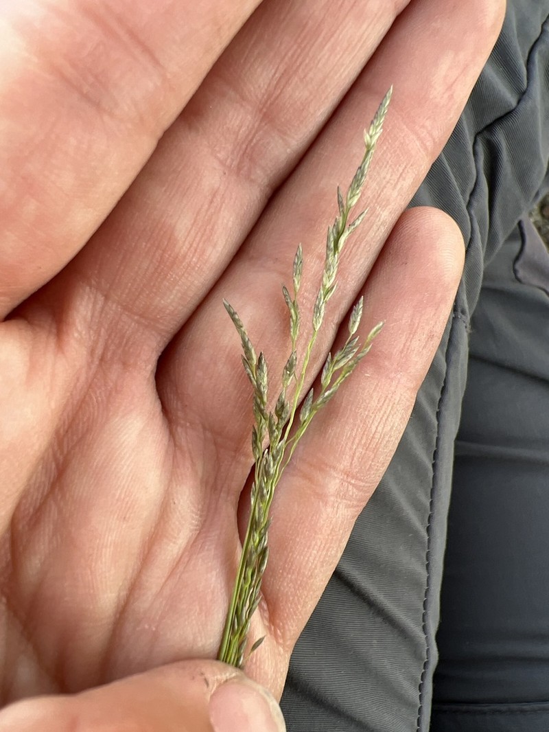 Mexican Lovegrass photo 4