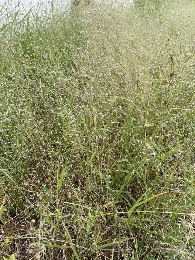 Mexican Lovegrass photo 7