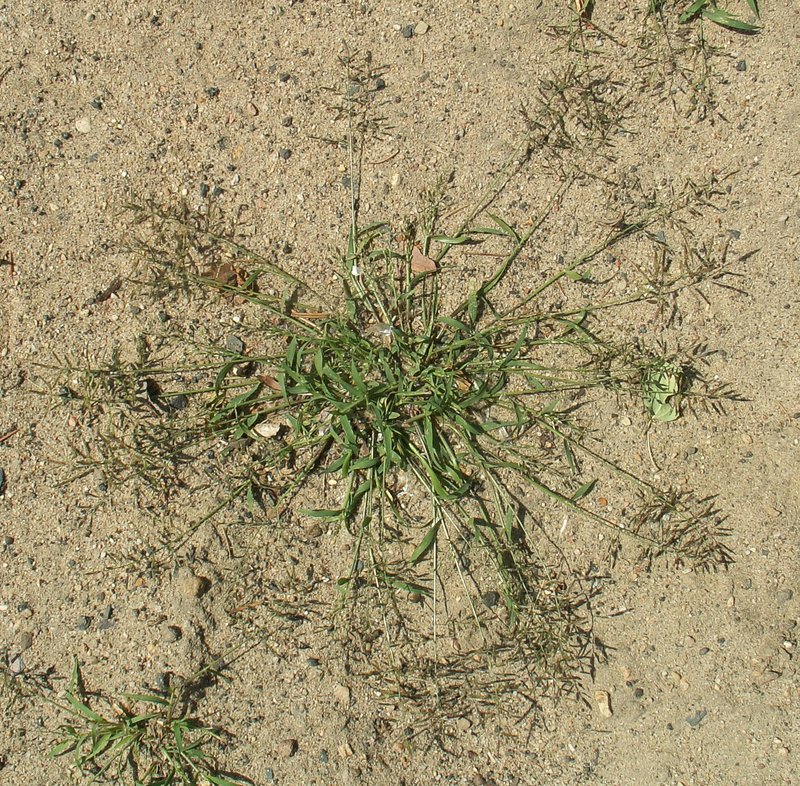 Little Lovegrass photo 2