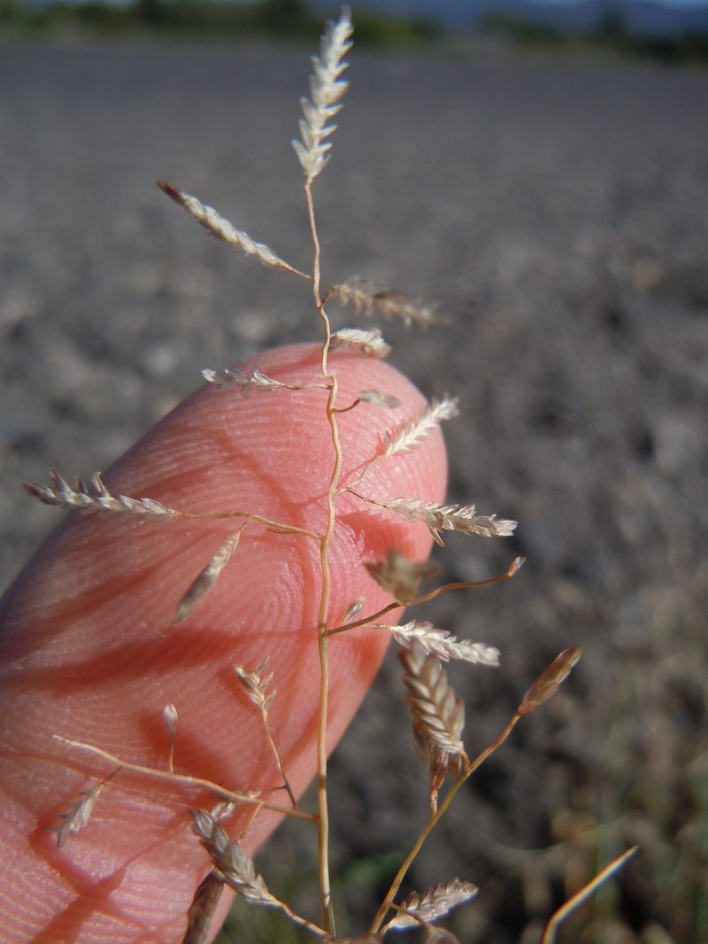 Little Lovegrass photo 3