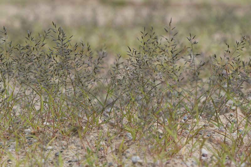 Little Lovegrass photo 4