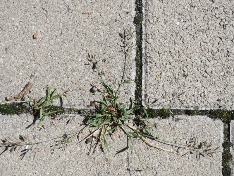 Little Lovegrass photo 5