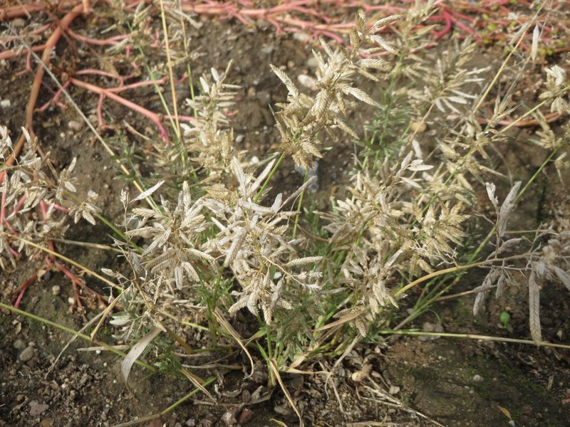 Little Lovegrass photo 6
