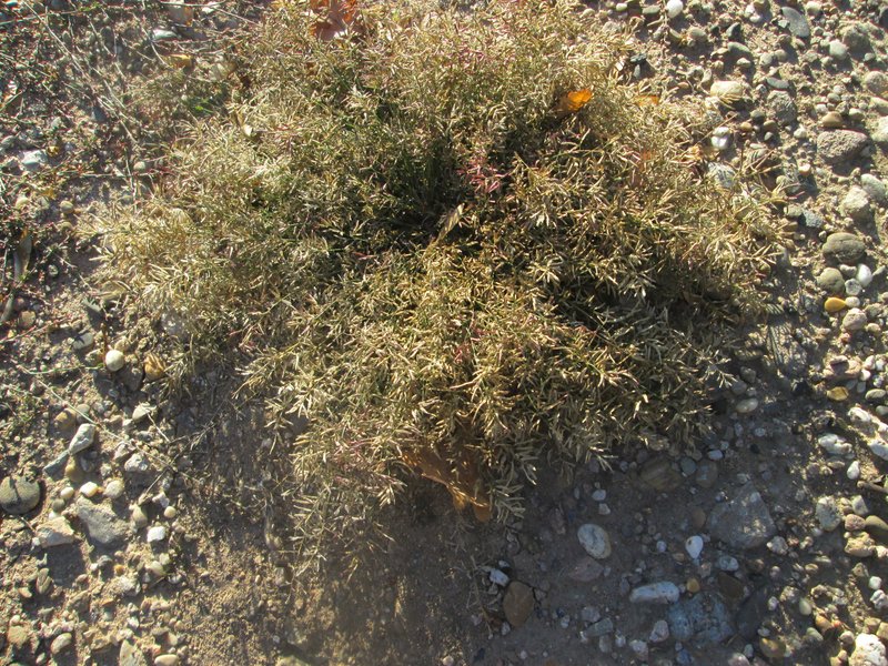 Little Lovegrass photo 7