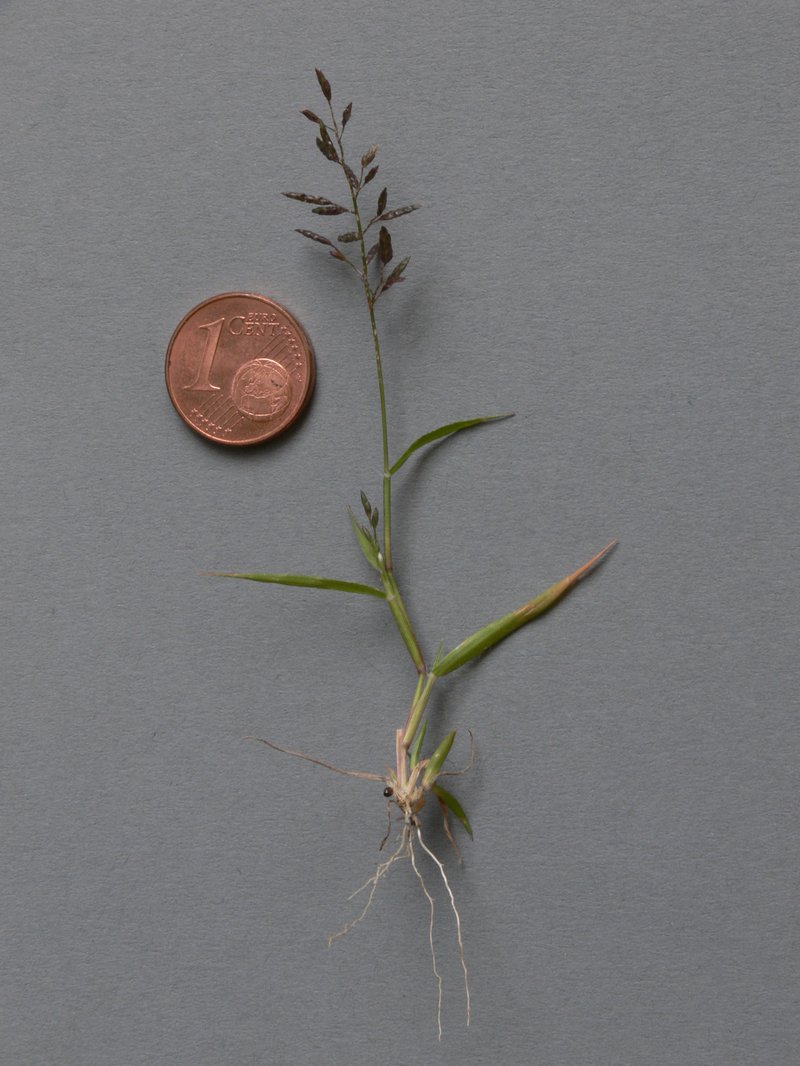Little Lovegrass photo 8
