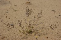 Little Lovegrass