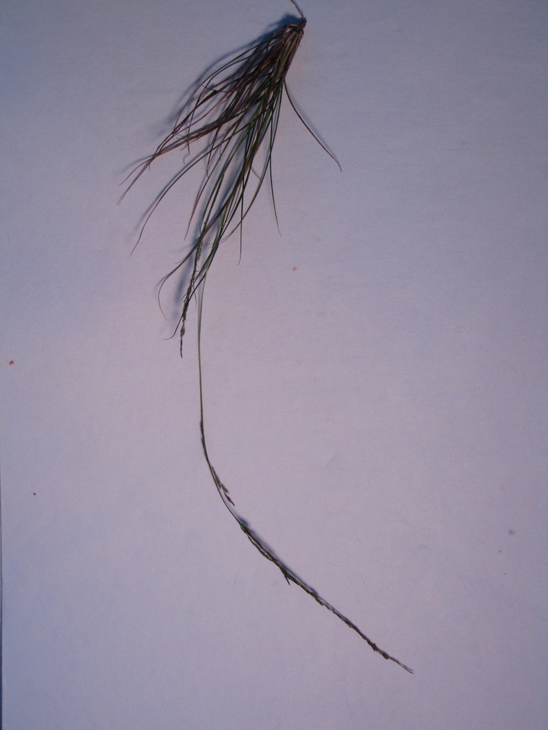Kalamalo photo 5
