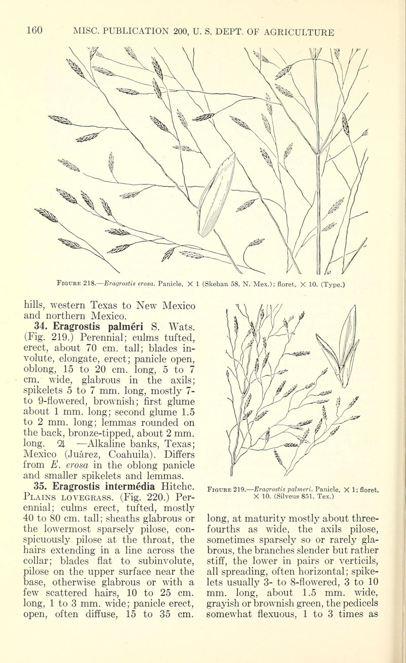 Rio Grande Lovegrass