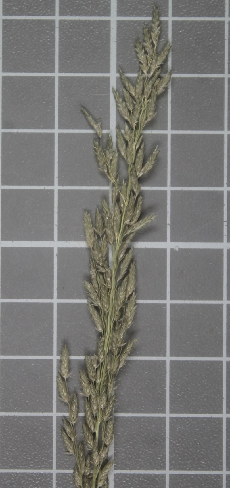 Rio Grande Lovegrass photo 2