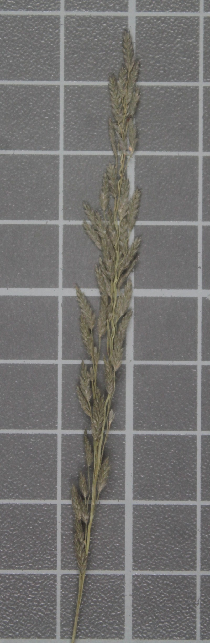 Rio Grande Lovegrass photo 3