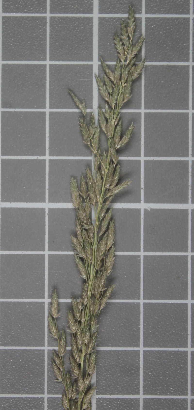 Rio Grande Lovegrass photo 4