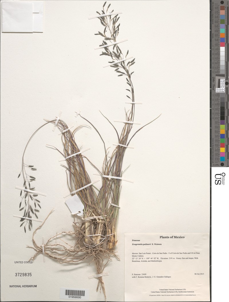 Rio Grande Lovegrass photo 5
