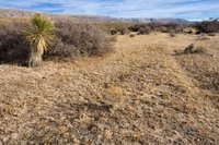 Eragrostis papposa