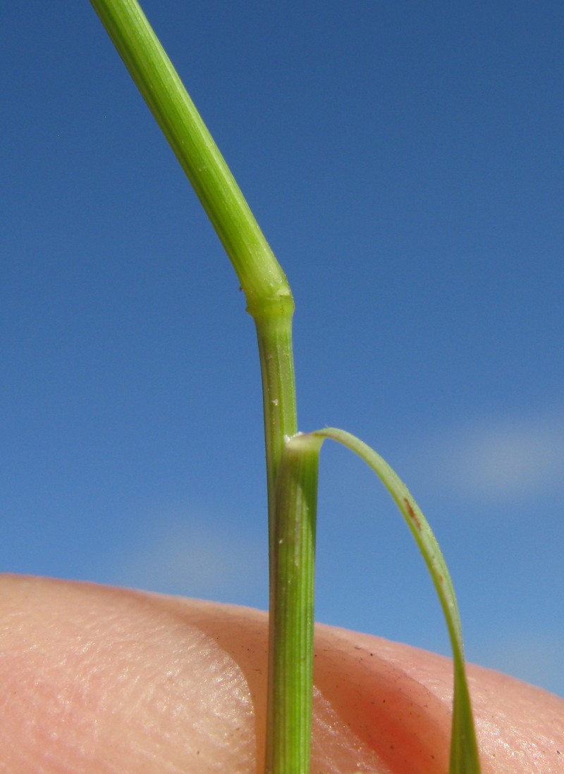 Smallflower Lovegrass photo 4