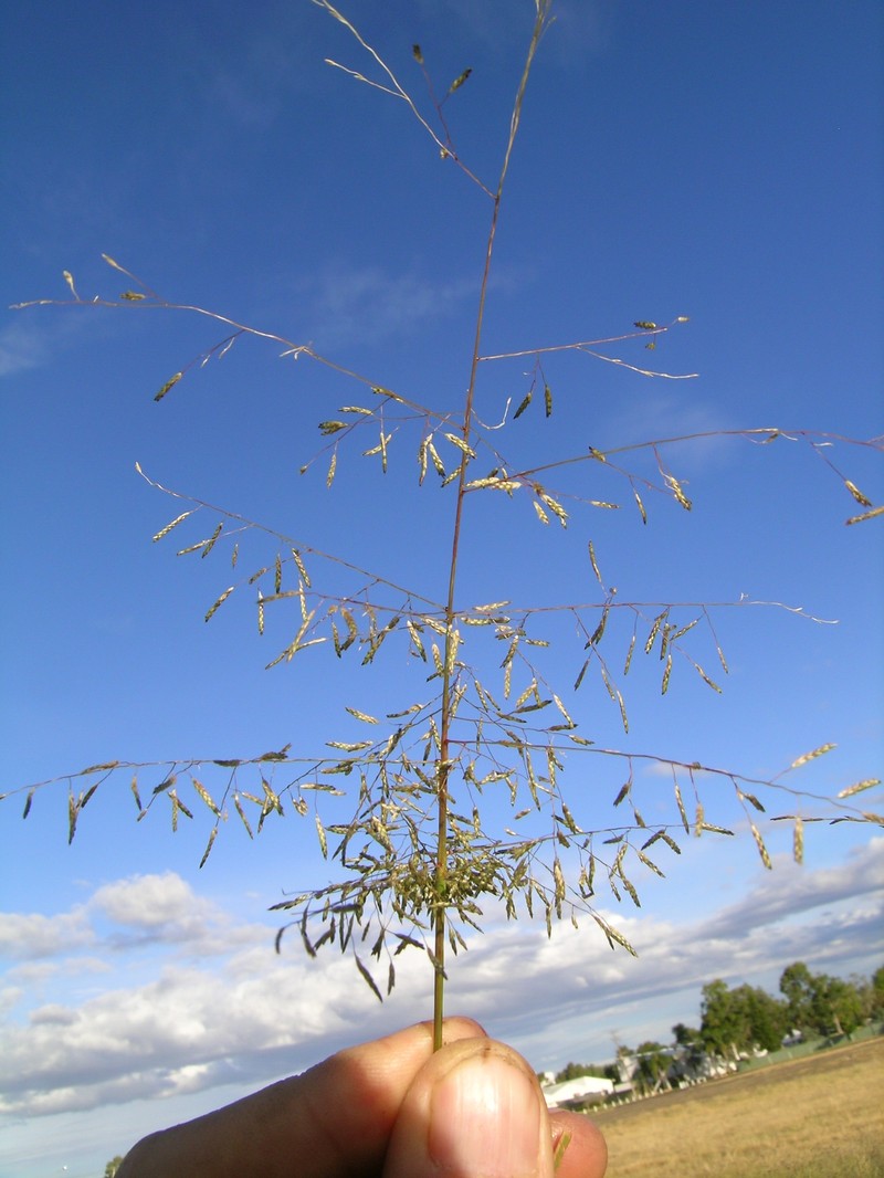 Smallflower Lovegrass photo 2